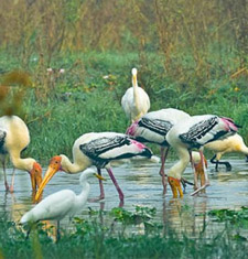 Bharatpur National Park