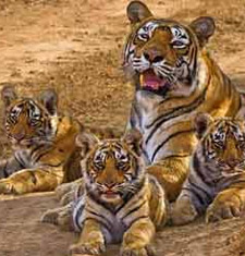 Ranthambore National Park