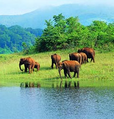 Wildlife Sanctuary, Periyar