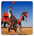 Camel in Rajasthan