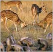 Rajasthan wildlife tour 