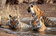 Ranthambore Tiger Tour