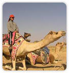 Camel Safari, Rajasthan