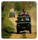 Jeep Safari at Bandhavgarh National Park