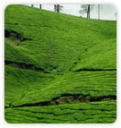 Munnar Tea Garden