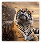 Tiger at Ranthambhore