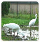 Siberian Crane at Keoladeo National Park