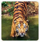 Tiger at Sawaiman Sight Sanctuary