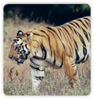 Tiger at Ranthambhore National Park