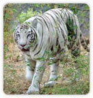 White Tiger at Bandhavgarh National Park