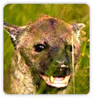 Wild Dog at Kanha National Park